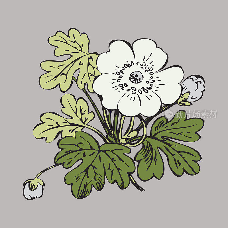 花灌木复古在白色的背景矢量，手绘装饰花复古轮廓，近距离的枝与花和芽打印设计