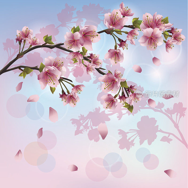 樱花-日本樱桃树的背景