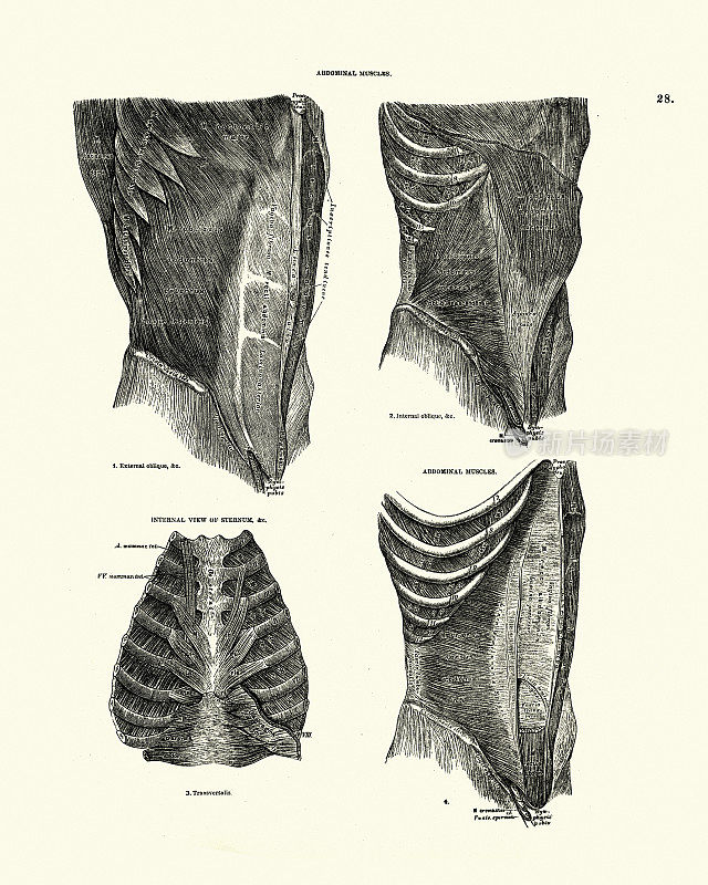 人体解剖学，腹肌，胸骨，维多利亚解剖学绘图