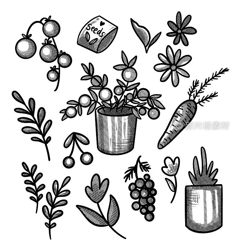 一套雕刻图像的蔬菜和其他花园种植。的墨水画。白色背景上的孤立物体。手绘剪纸艺术。西红柿，葡萄，胡萝卜，樱桃，花，植物