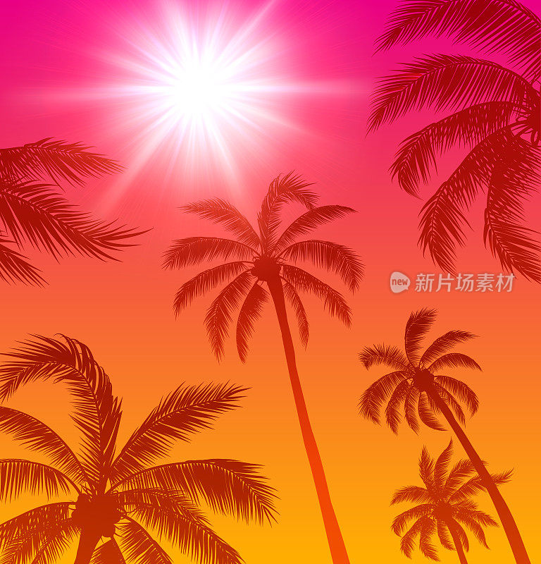 棕榈树和太阳