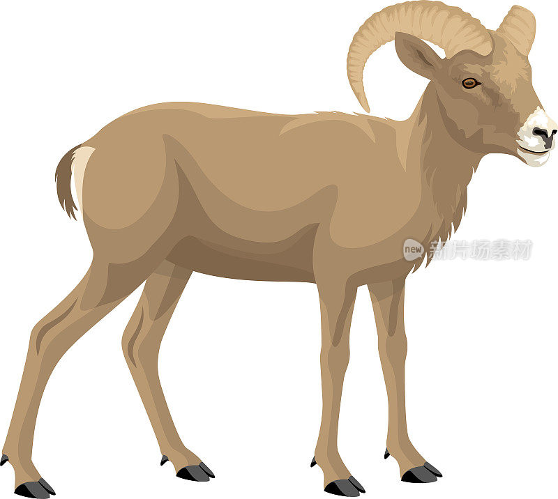 沙漠大角羊-矢量插图