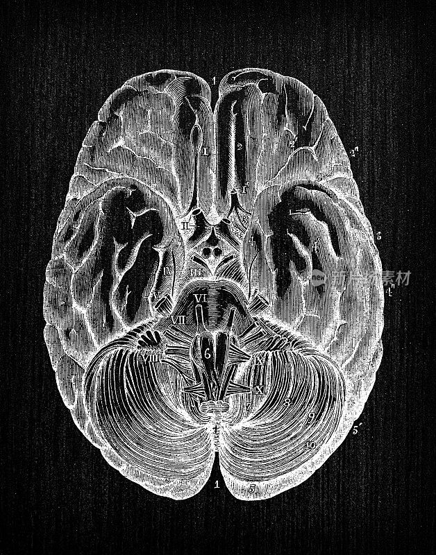 人体解剖神经系统的古董插图:大脑