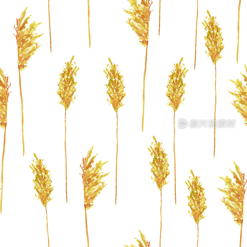 无缝图案金色干甘蔗芦苇草白色背景。水彩手绘插图。干草壁纸或数码纸。波西米亚风格的家居装饰。