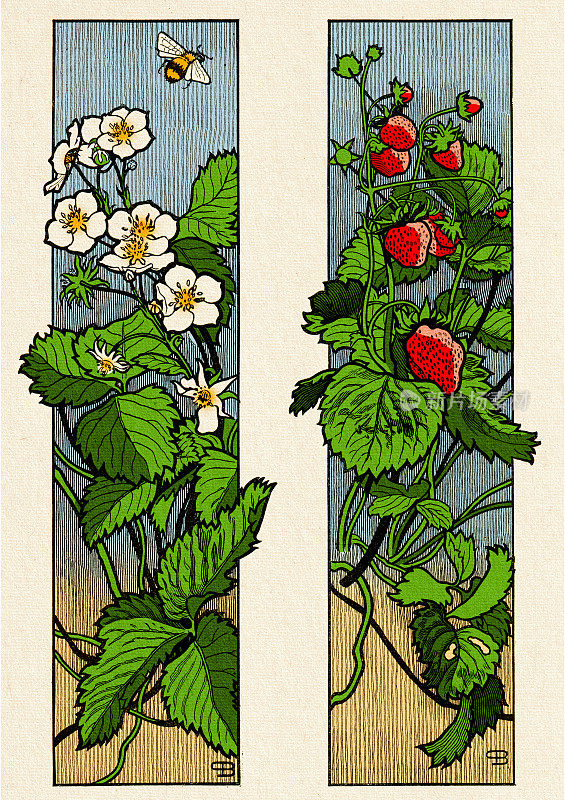 花卉装饰草莓水果和开花植物装饰艺术新1897年