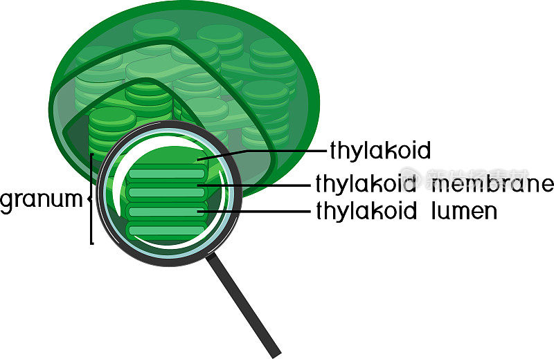 叶绿体内部结构与类囊体在放大镜下孤立在白色背景下
