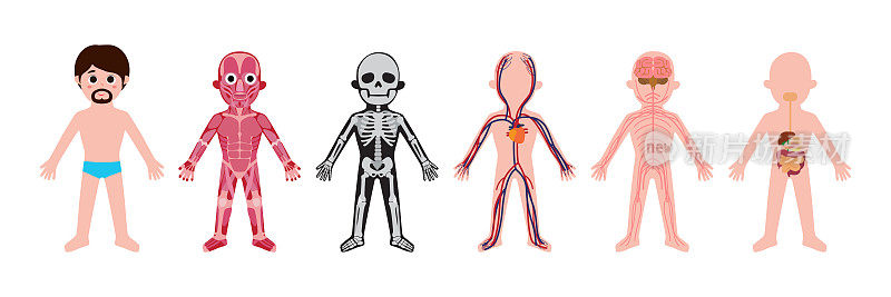 我的身体，教育解剖男性的身体器官。可爱的卡通小男人和他的身体系统:肌肉、骨骼、循环系统、神经系统和消化系统。剪贴画孤立的矢量信息图