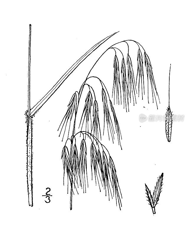 古植物学植物插图:雀麦，雀麦草
