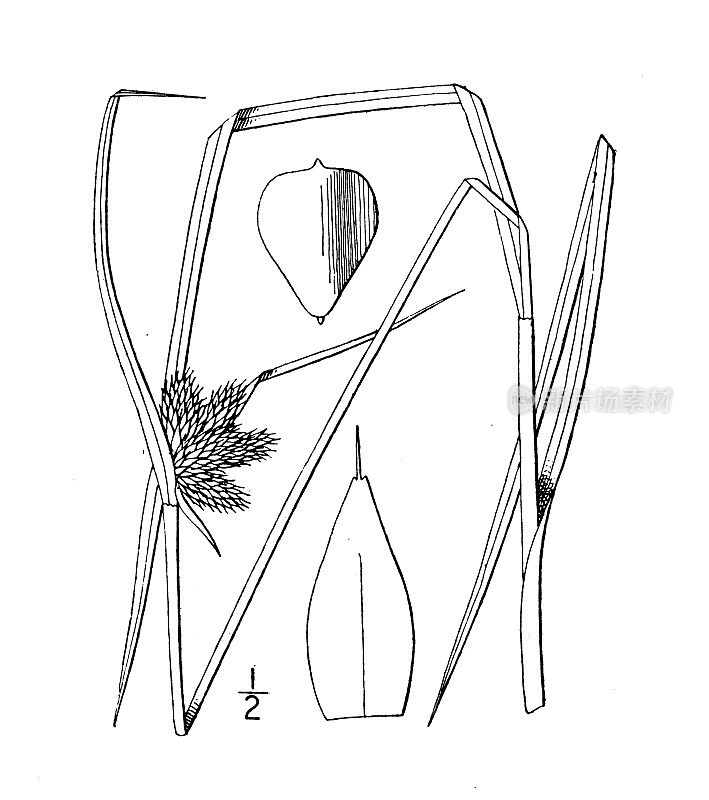 古植物学植物插图:三棱藨草、草原芦苇