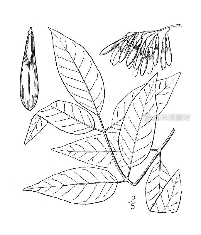 古植物学植物插图:美国白蜡，白蜡树