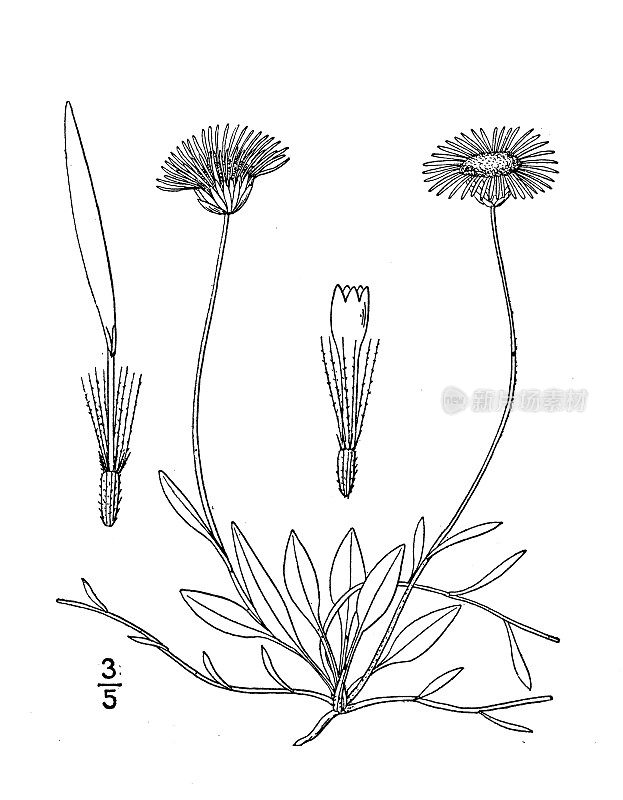 古植物学植物插图:鞭毛灯盏、跑蓬