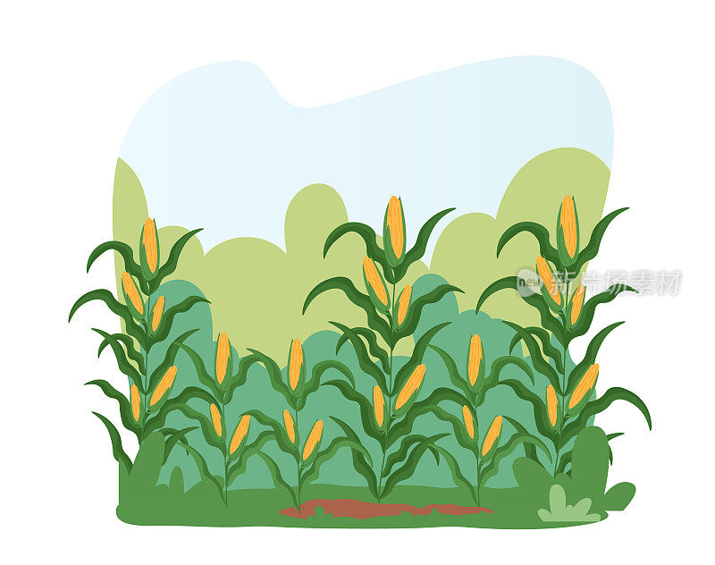 玉米田景观。成熟的作物准备收割的农田。秋收，农作物在农村或村庄
