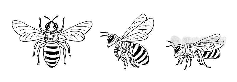 手绘蜜蜂设置:俯视图，飞行侧视图，坐的侧视图