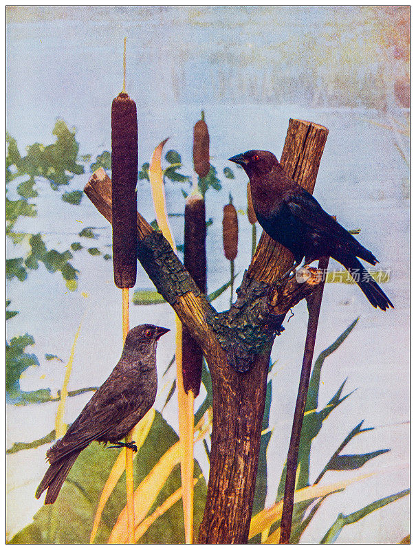 古董鸟类彩色图像:牛鸟