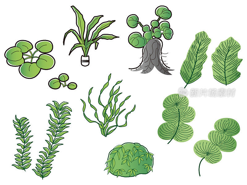 水生植物水族箱插图