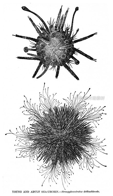 年轻和成年海胆雕刻1892年