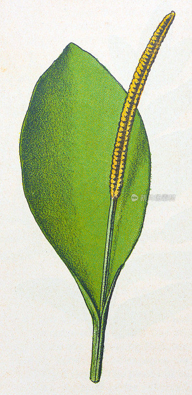 古董植物学插图:蛇舌蕨，蛇舌蕨