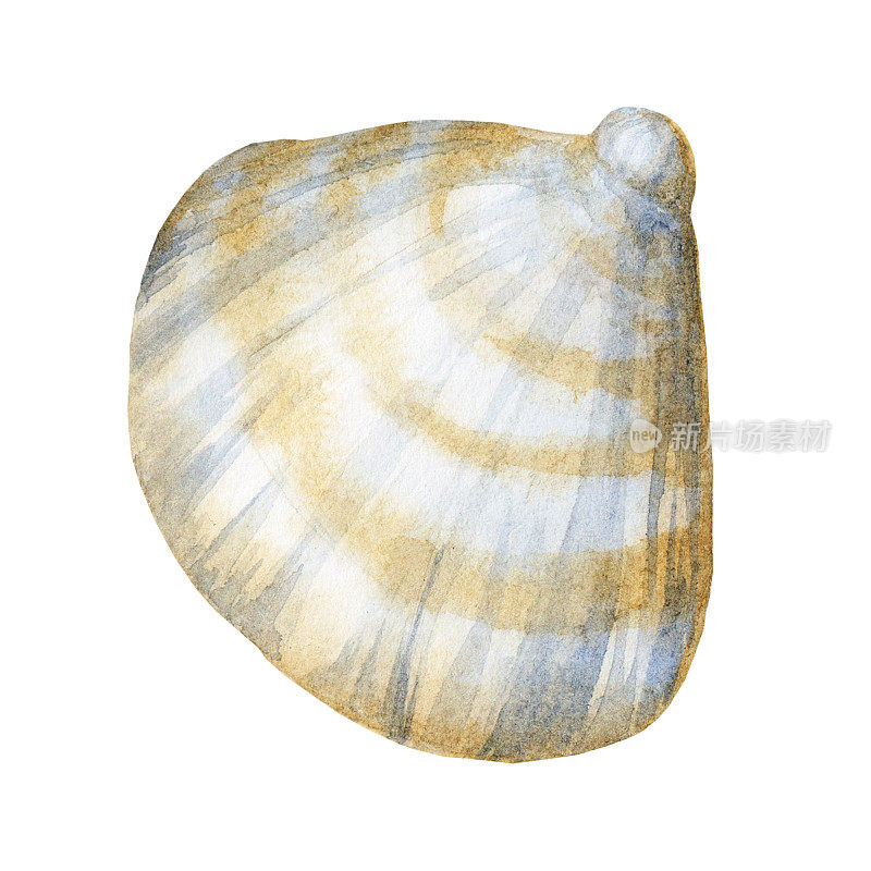 海贝壳。水彩剪纸艺术。设计元素孤立在白色背景上。