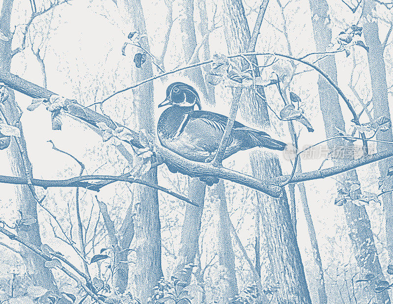 一只雄木鸭栖息在树枝上