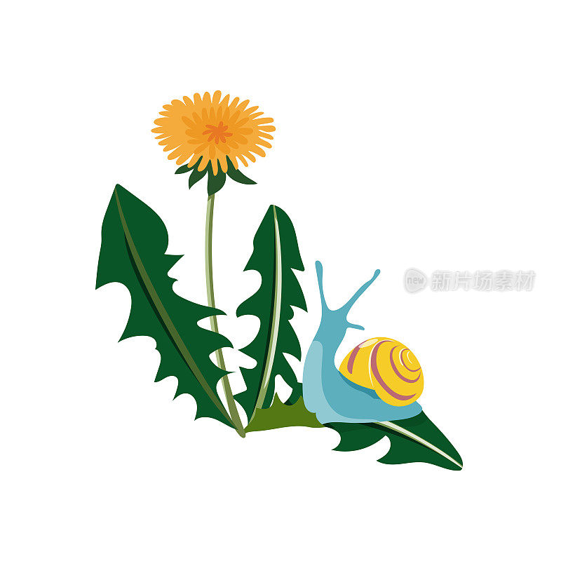 五颜六色的蜗牛坐在蒲公英的花和叶子上。
