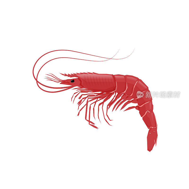 白色背景上一只红虾的插图。