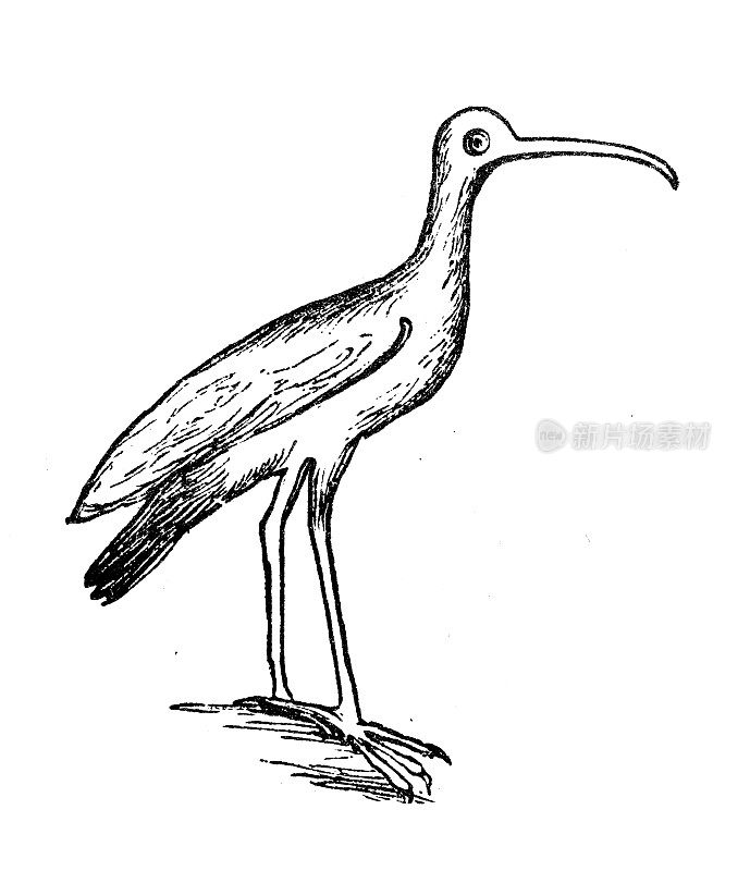 古玩雕刻插图:Godwit