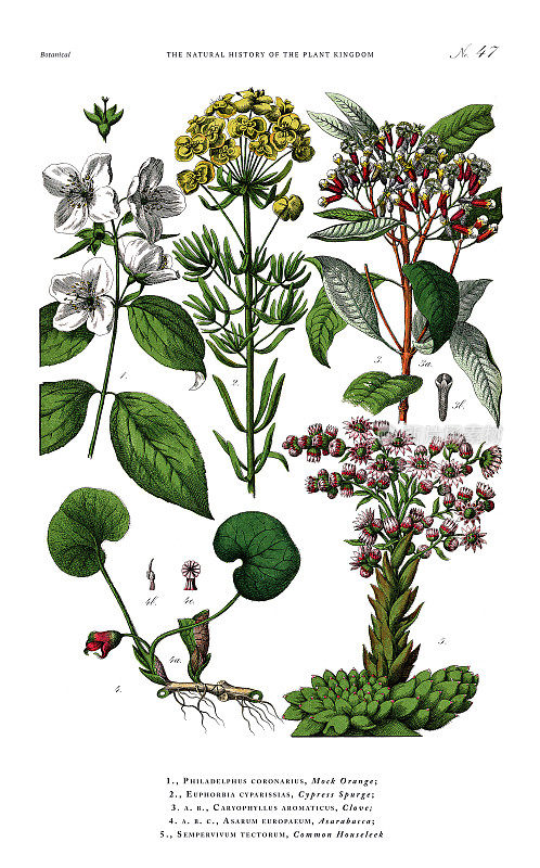 古董植物雕刻，植物王国的历史，维多利亚植物插图，47版，大约1853年