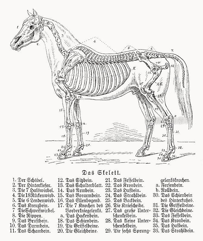 马的骨架，木刻，1898年出版