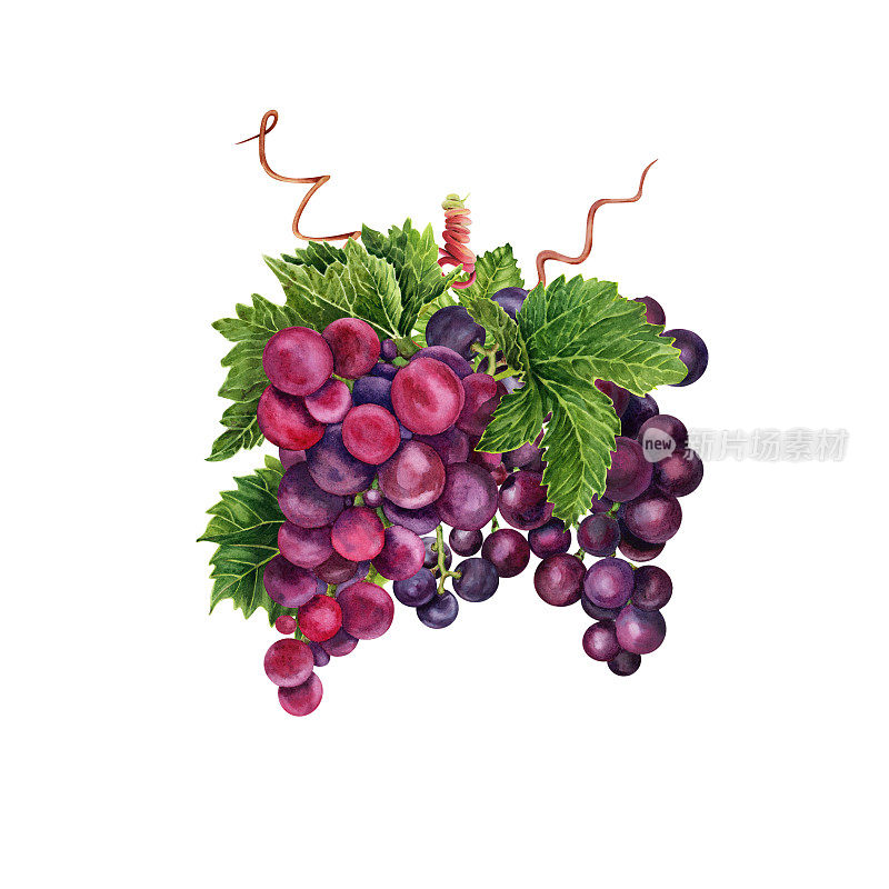 一串红色的葡萄和绿色的藤叶和卷须。手绘水彩插图孤立的白色背景。