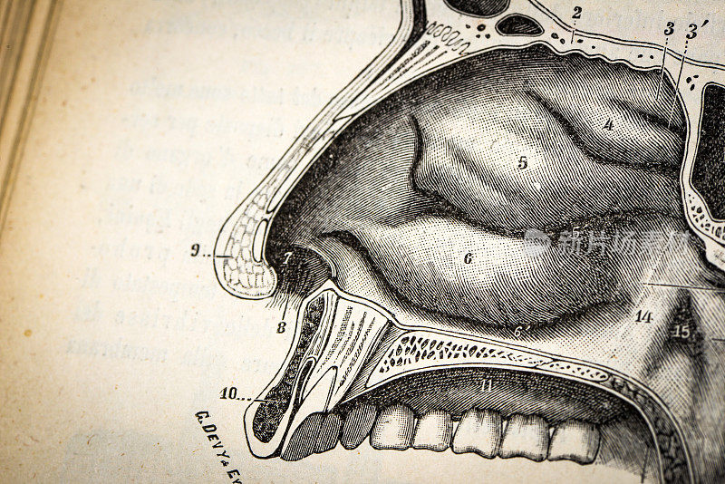 古董医学科学插图高分辨率:鼻子部分