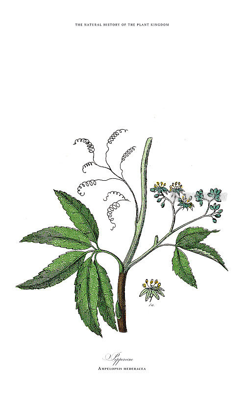 开花植物，植物王国，维多利亚植物插图，大约1853年