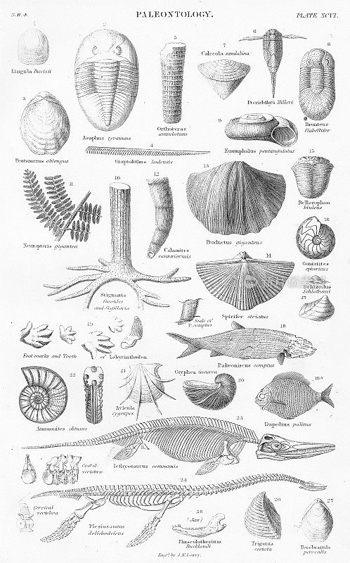 古生物学2