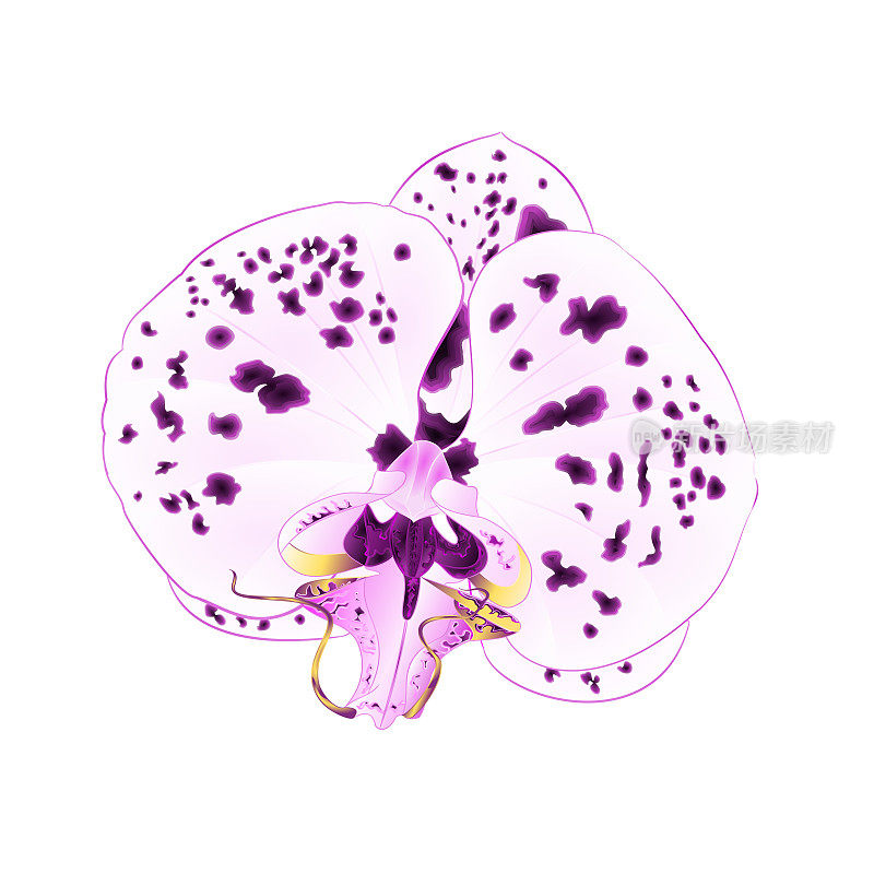 兰花与点特写蝴蝶兰紫色和白色美丽的花孤立的年份矢量特写插图编辑