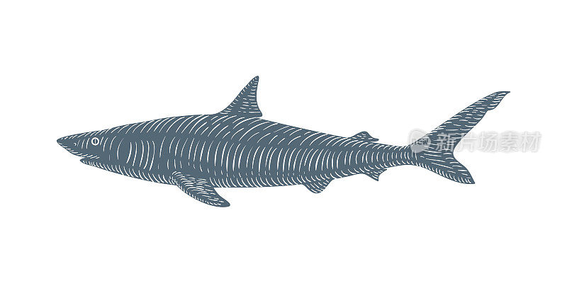 手绘鲨鱼素描雕刻风格。向量