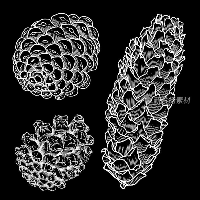 一套向量手绘黑白逼真的松果。圣诞手绘冷杉球果收藏。各种树木的球果雪松，冷杉，铁杉，落叶松，松树和云杉。