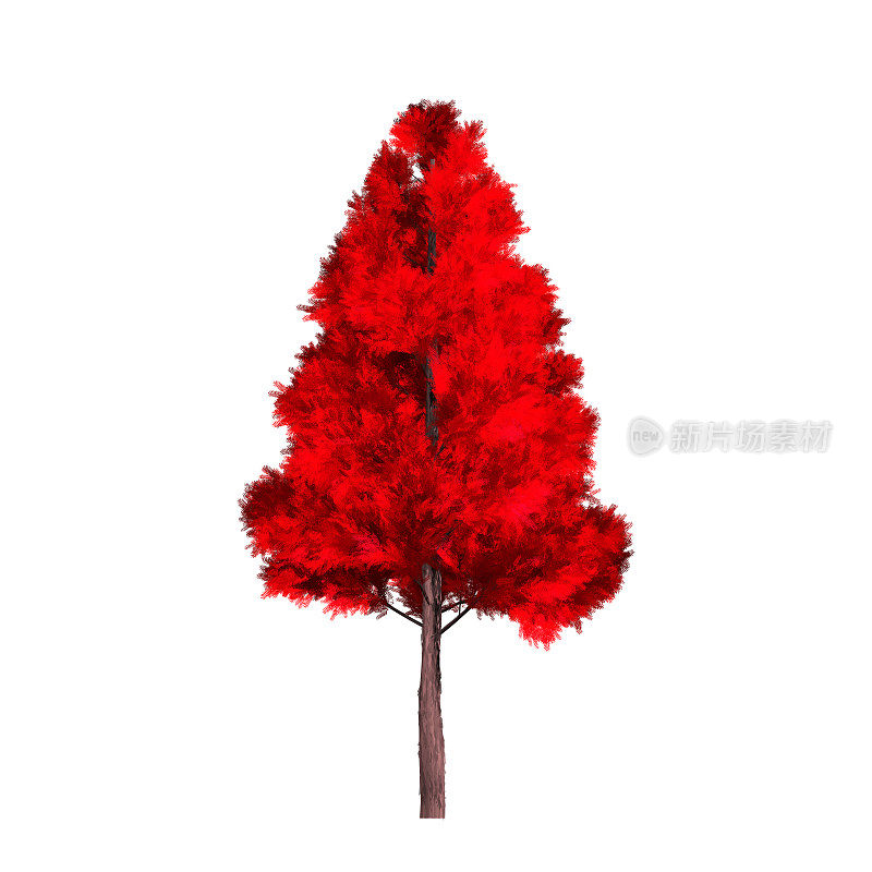 美丽的红树孤立在白色的背景。