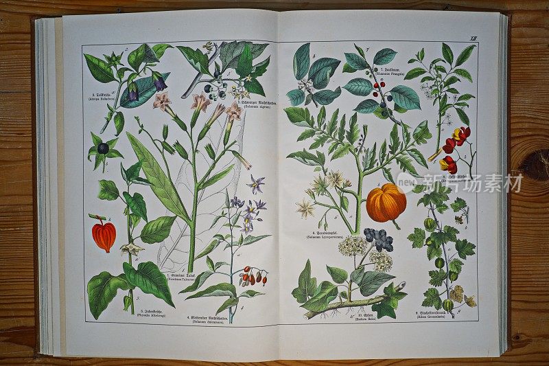 古代植物石版画书板第XII(12)号。德国慕尼黑。
