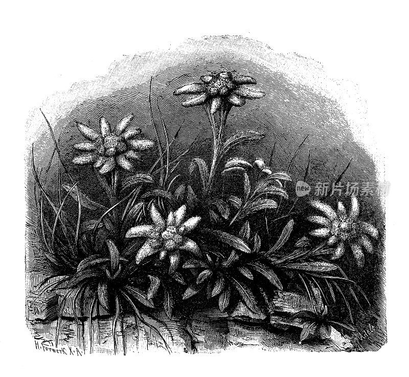 古董植物学插图:雪绒花