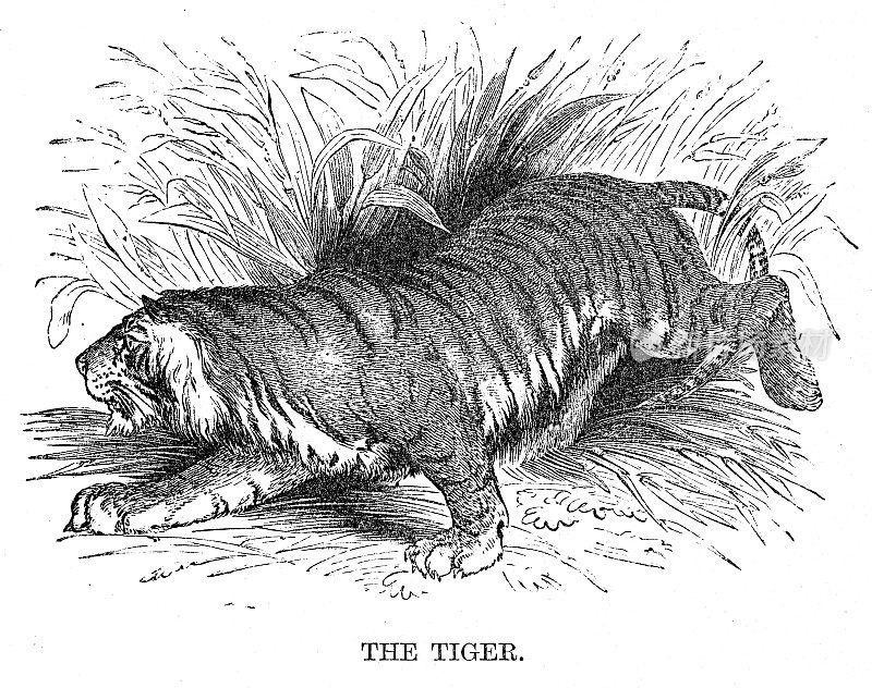 老虎雕刻1869