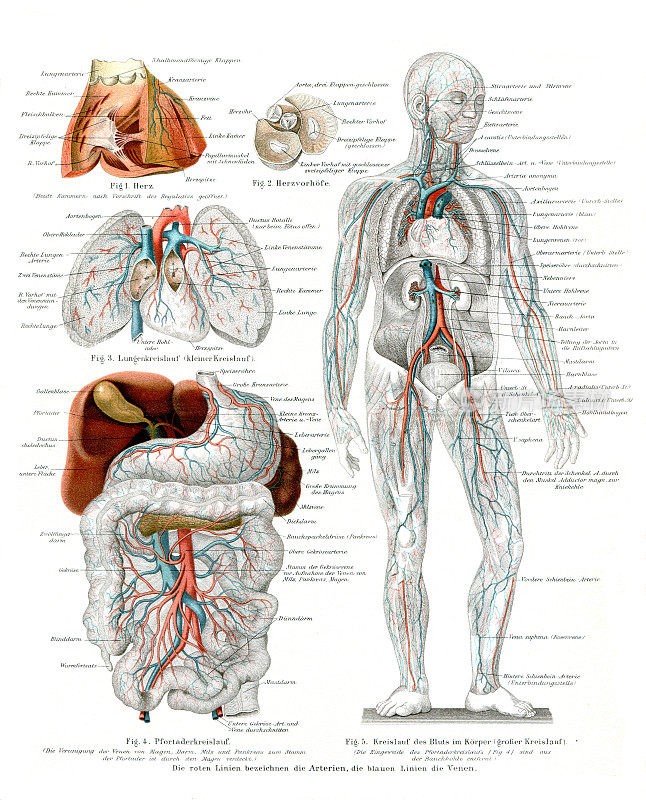 1896年人体心血管系统血液循环