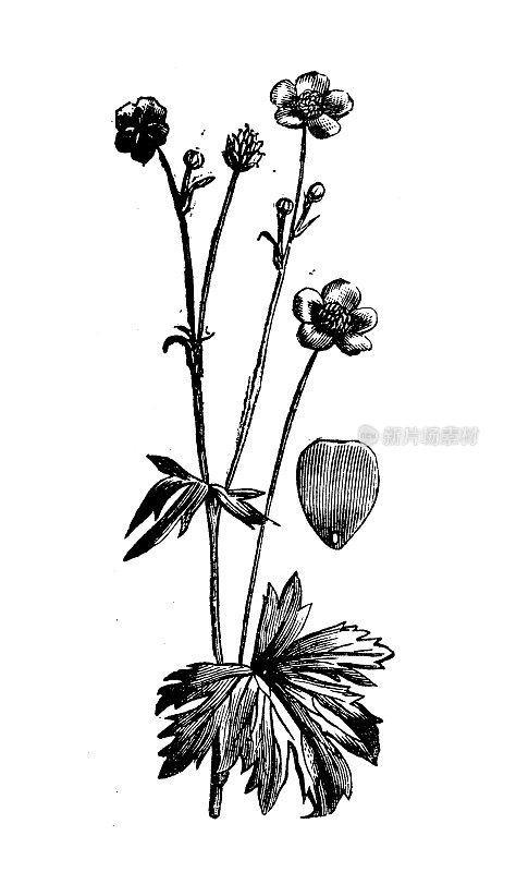 古植物学插图:毛茛、草甸毛茛