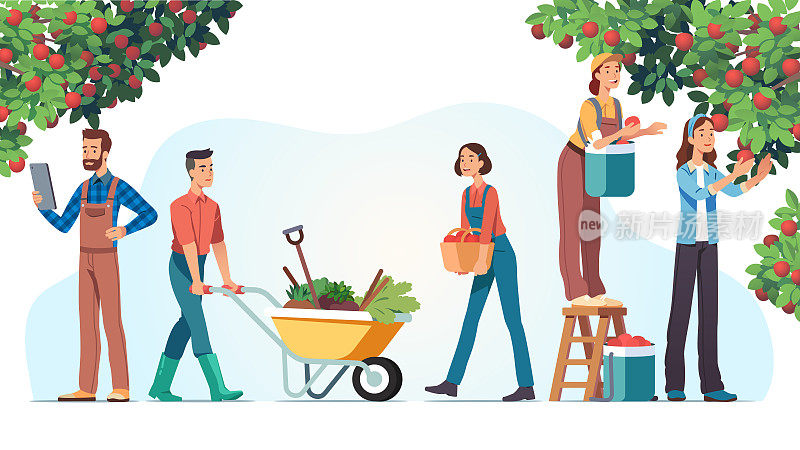 男男女女农民在果园采摘苹果和收获果实。人们带着新鲜的水果，用手推车推着蔬菜。农业，农业和园艺。平面向量插图