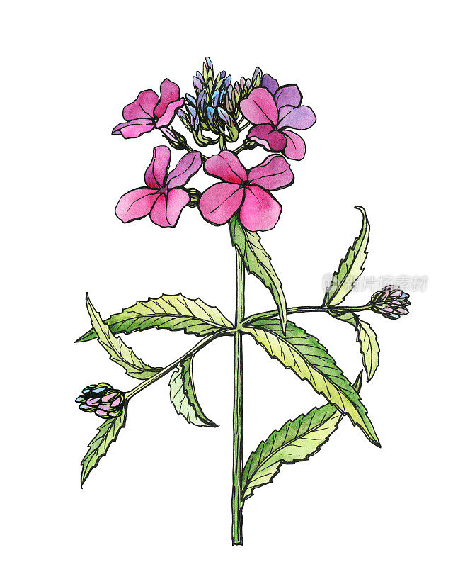 大花苜蓿的一支(大花苜蓿、锦缎紫罗兰、小花苜蓿、夏季丁香花、大花苜蓿)。黑色轮廓插图与水彩手绘绘画，孤立在白色