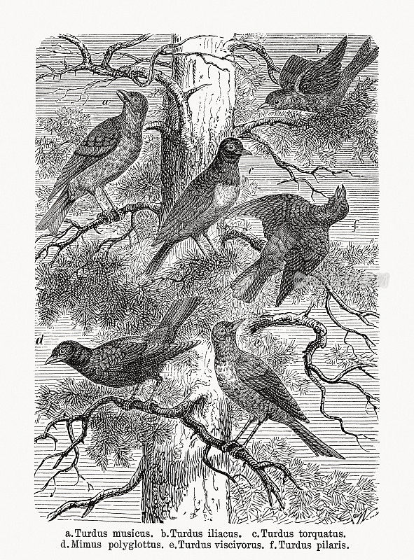 各种画眉(画眉科)，木刻，1893年出版