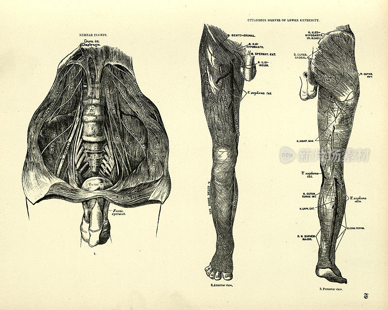 解剖学，腰丛，下肢皮神经，维多利亚解剖学