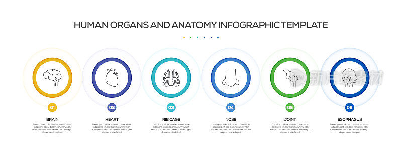 人体器官和解剖学相关过程信息图表模板。过程时间图。带有线性图标的工作流布局
