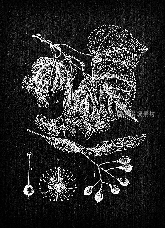 植物学植物仿古雕刻插画:椴树(椴树)
