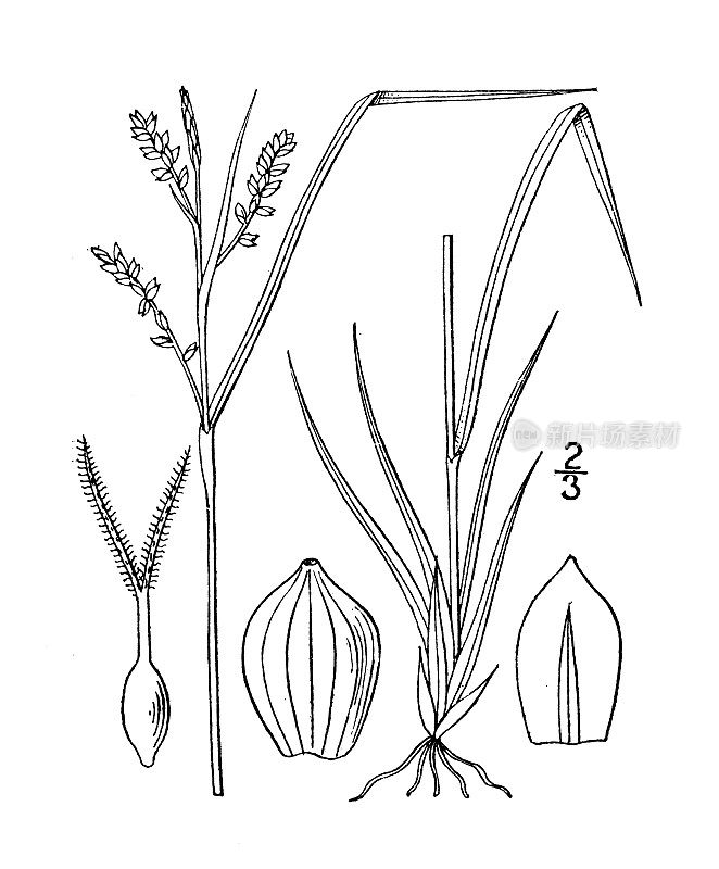 古植物学植物插图:金色苔草，金色苔草