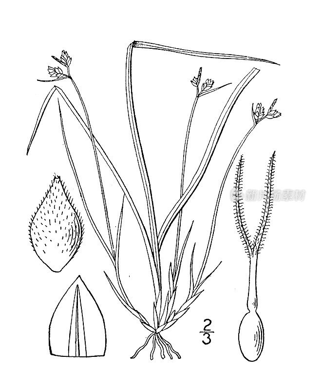 古植物学植物插图:苔草，北方莎草