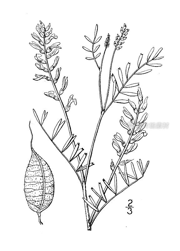 古植物学植物插图:黄芪、紫云英